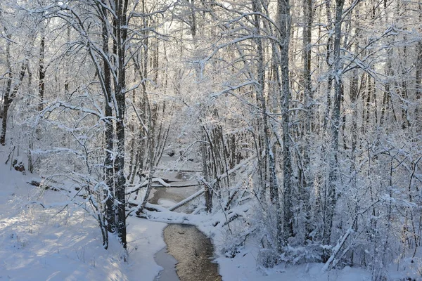 Forest stream omgiven av snowcovered — Stockfoto