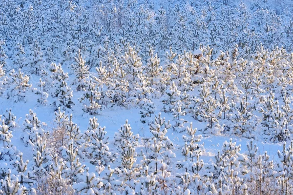 Сосны, покрытые снегом зимой — стоковое фото