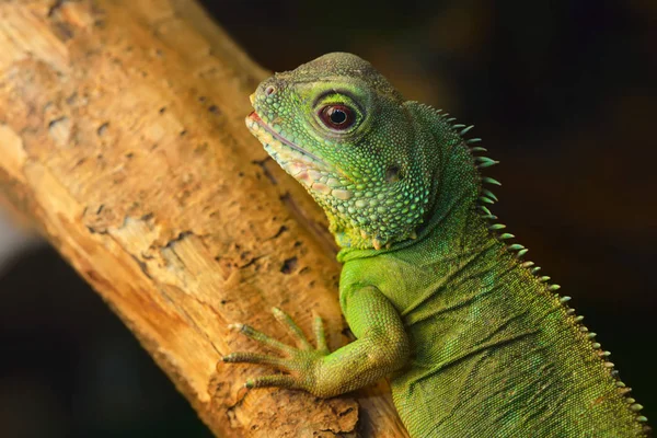 Asya su dragon doğal ortamda