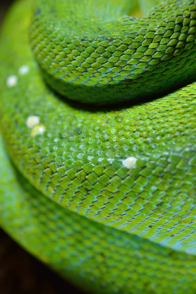 Yeşil ağaç python morelia viridis