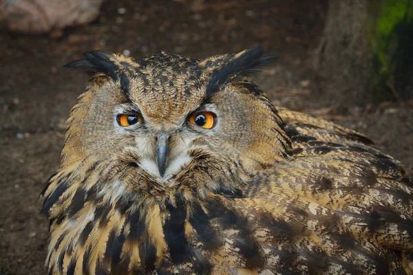 Doğal ortamda Avrasya kartal baykuş