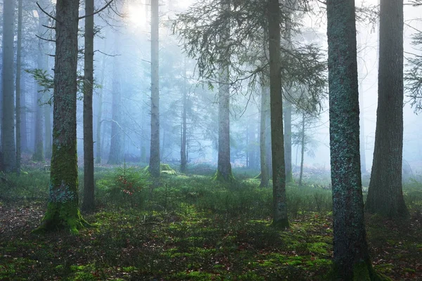 karanlık ve puslu çam ormanı ile yosun