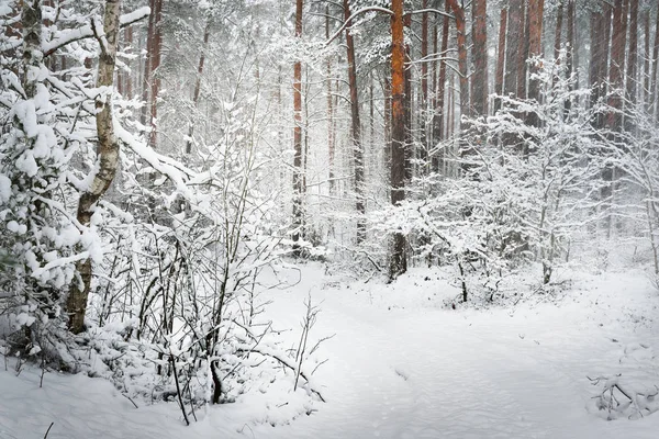 Тропа в зимнем лесу — стоковое фото