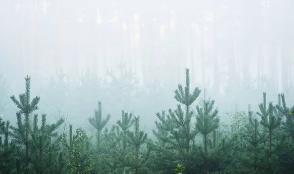 아름 다운 낙 엽 숲에 안개 일출 — 스톡 사진
