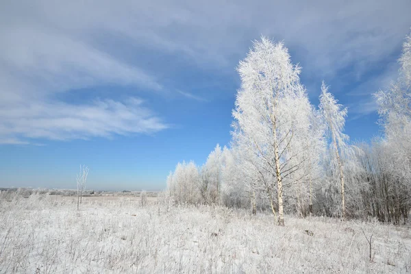 Forêt de bouleaux couverte de neige et de rime — Photo