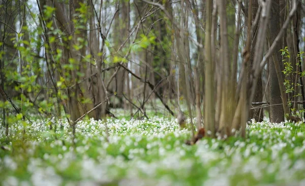 Bahar ormandaki yabani Anemone çiçekler