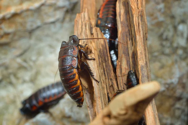 Czarne olbrzymie Madagaskar syczenie cockroachs — Zdjęcie stockowe