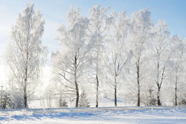 Vidoeiros em rime em um dia de inverno — Fotografia de Stock