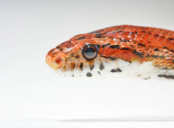 Serpiente de hierba exótica roja colorida —  Fotos de Stock