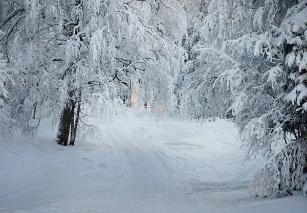雪に覆われた森林歩道 — ストック写真