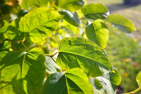 Яскраво-зелене листя на яскравому сонці — стокове фото