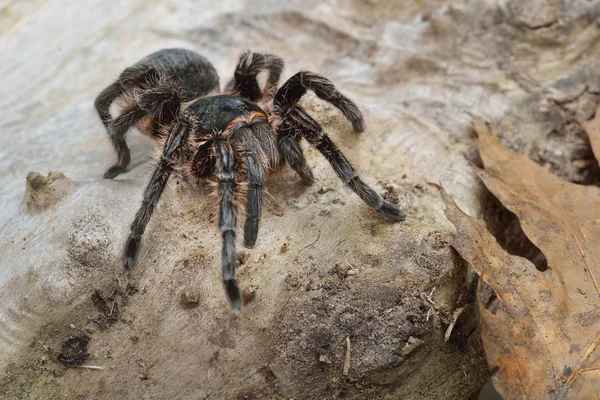 Birdeater curlyhair tarantula spider Brachypelma albopilosum — Stock Photo, Image