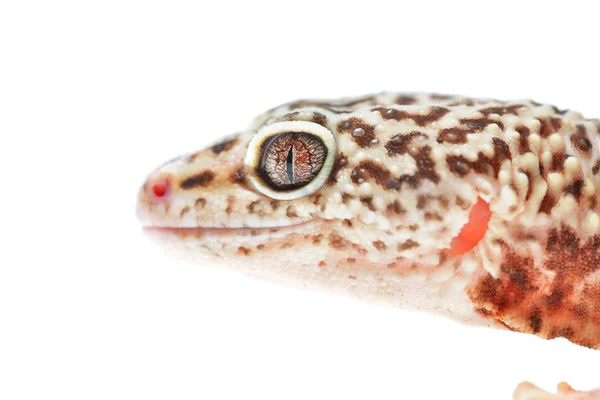 Леопардовый геккон eublepharis macularius — стоковое фото