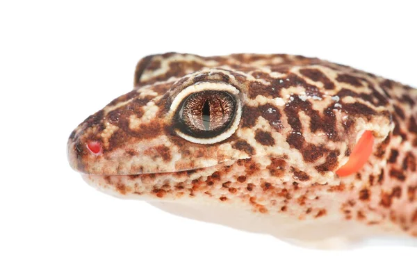Leopard gecko Eublepharis macularius — Stock Photo, Image