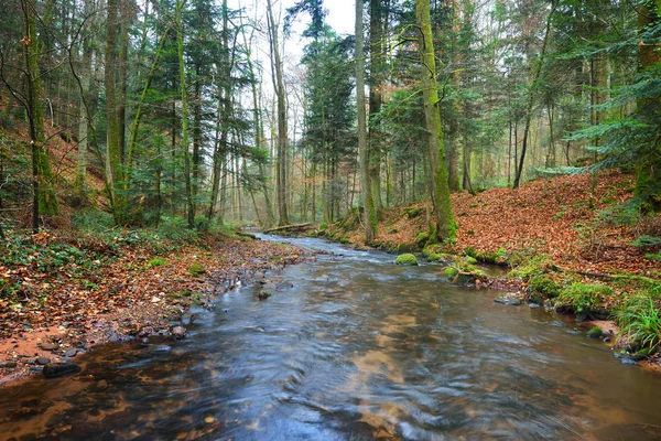 秋の松の森に小さな川 — ストック写真