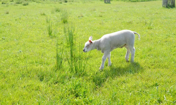 Вівці на зеленому полі — стокове фото