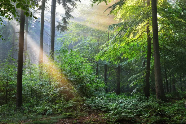 Raggi di sole in una foresta nebbiosa nebbiosa — Foto Stock