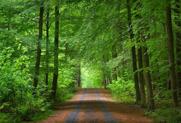 Promenade dans une forêt de hêtres verts Printemps — Photo