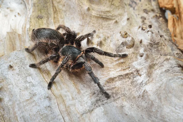 Birdeater curlyhair tarantula spider Brachypelma albopilosum