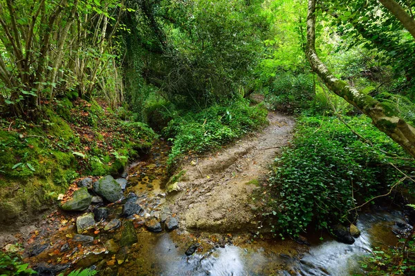 Small forest stream in a green hazel — Stock Photo, Image