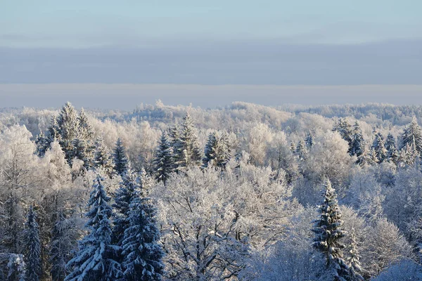 雪和雾凇覆盖的森林 — 图库照片