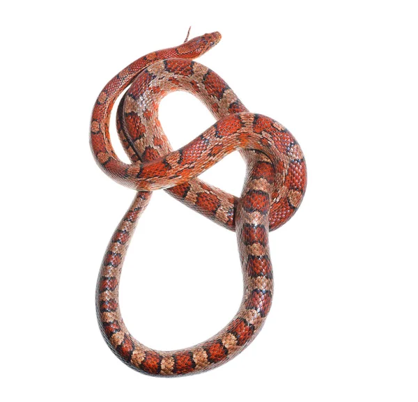 화려한 빨간 이국적인 잔디 뱀 — 스톡 사진