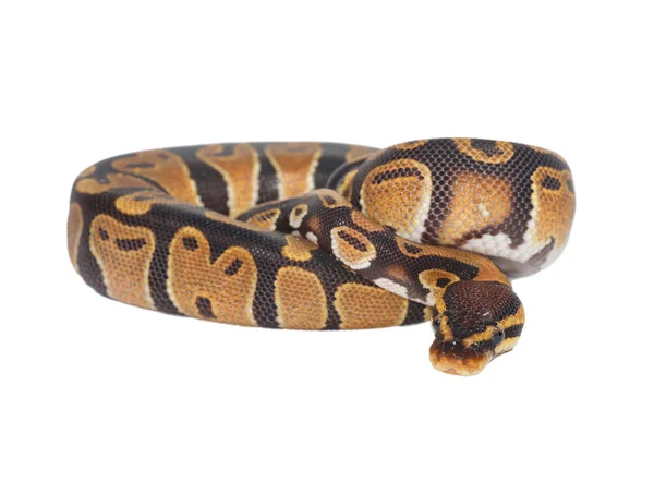 Royal python Python regius — Zdjęcie stockowe