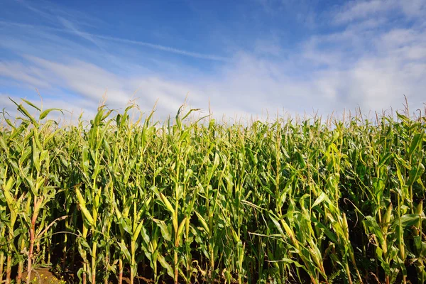 Groene maïsvelden — Stockfoto