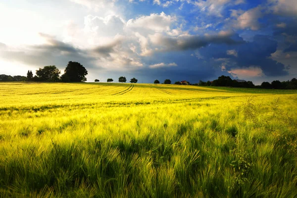 Świeży bujny zielony łąka w lecie — Zdjęcie stockowe