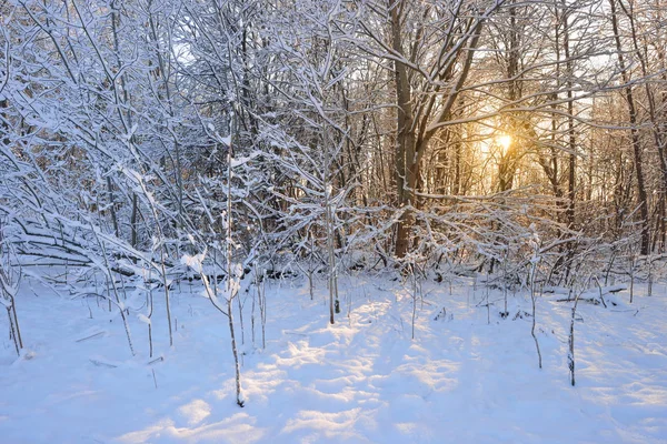 Vinterlandskap i en lövskog — Stockfoto