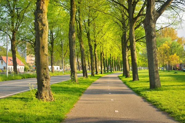 Güzel bisiklet yol ağaçlarıyla çevrili