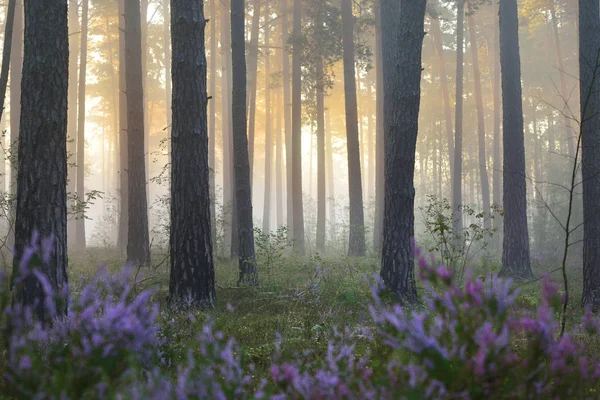 Ködös napkelte a gyönyörű lombhullató erdő — Stock Fotó