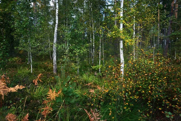 Erken sonbahar yaprak döken orman — Stok fotoğraf
