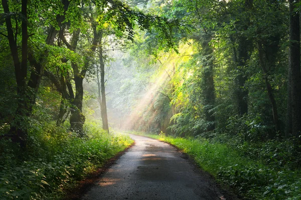 Güneş ışınlı orman yolu