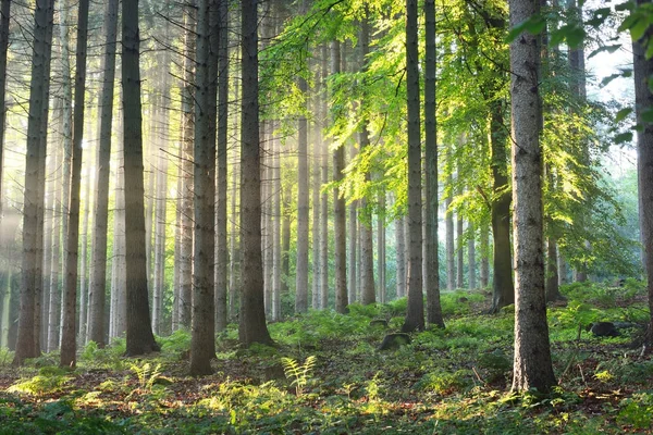 Sun rays in a fog in a misty forest — Stock Photo, Image