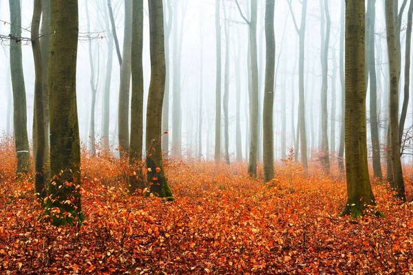 Bosque de otoño brumoso con siluetas de árboles — Foto de Stock