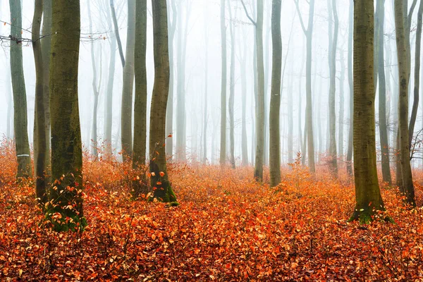 Sisli sonbahar Orman ağacı siluetleri ile