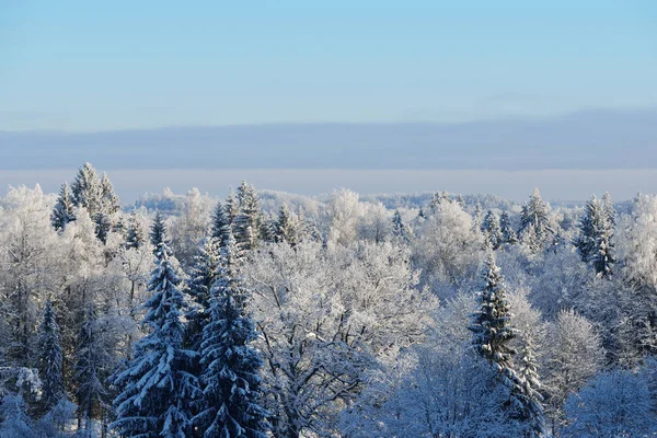Neve e temporale foresta coperta — Foto Stock