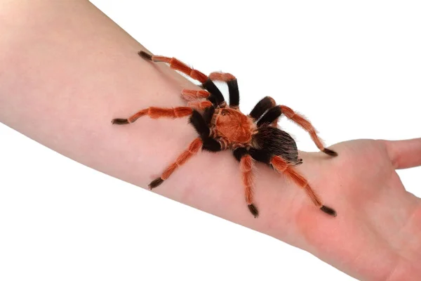 Vogelspinne brachypelma boehmei — Stockfoto