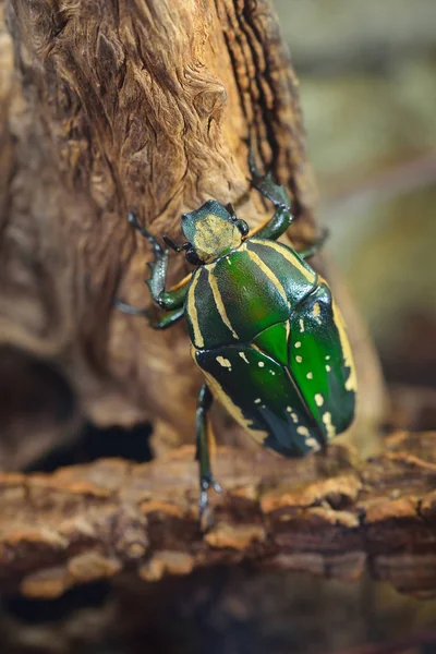 yeşil çiçek böcek