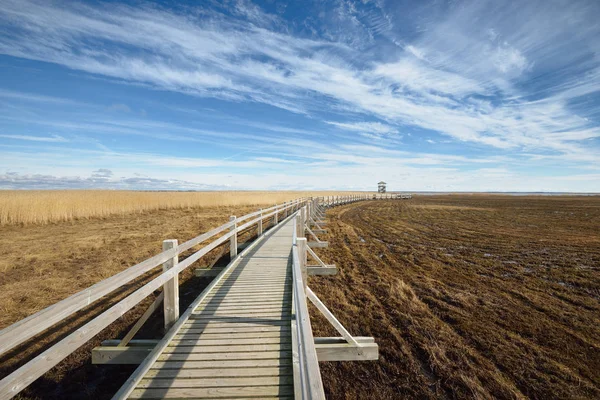 Bir bataklık alan boyunca ahşap yürüme yolu