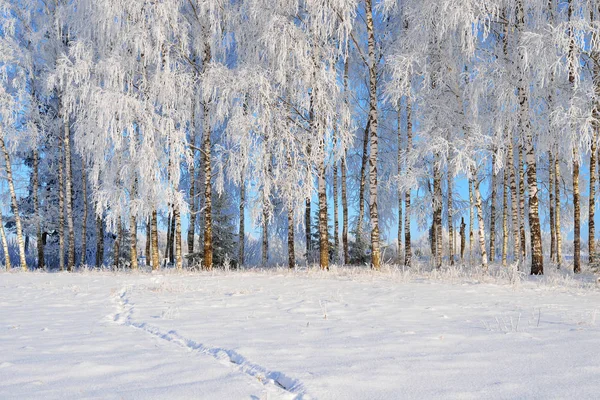 Berken en dennen in rime — Stockfoto