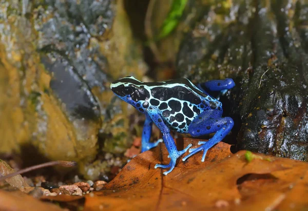 Frog Dendrobates tinctorius in terrarium — Stock Photo, Image