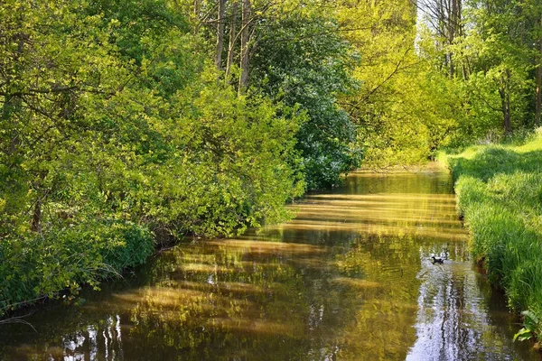 Canal tranquilo rodeado de arbustos de primavera —  Fotos de Stock