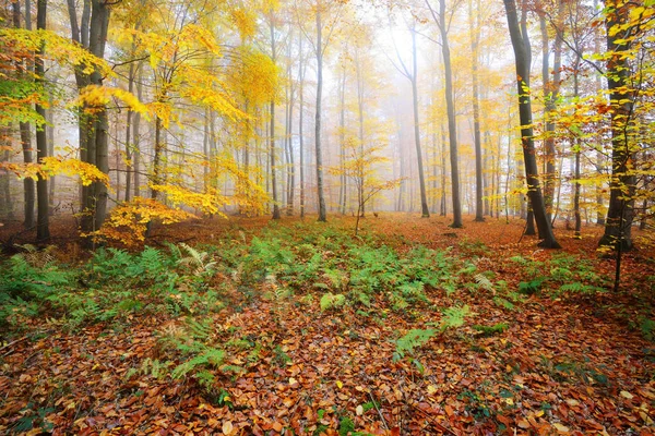 Gizemli sabah sis sonbahar bir ormanda