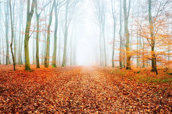 Un sentier dans une forêt d'automne brumeuse — Photo