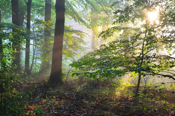 Raggi di sole in una foresta nebbiosa nebbiosa — Foto Stock