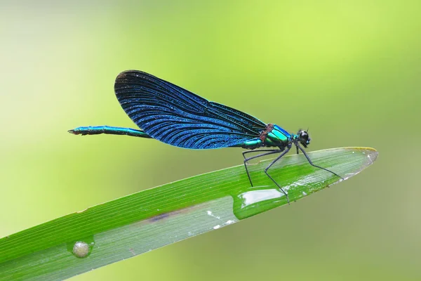 Banded demoiselle dragonfly macro close-up — Stock Photo, Image