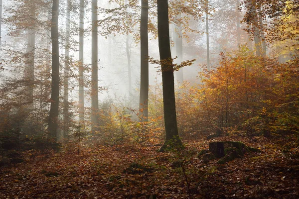 Záhadné ranní mlha v podzimním lese — Stock fotografie