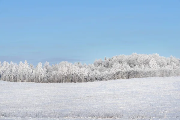 Snowcovered veld, omgeven door bos — Stockfoto